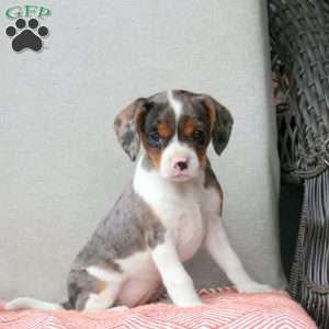 Cookies and Cream, Cavalier King Charles Mix Puppy