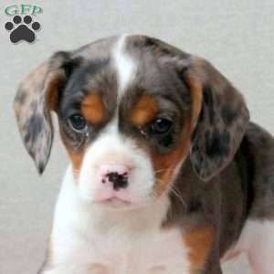 Cookies and Cream, Cavalier King Charles Mix Puppy