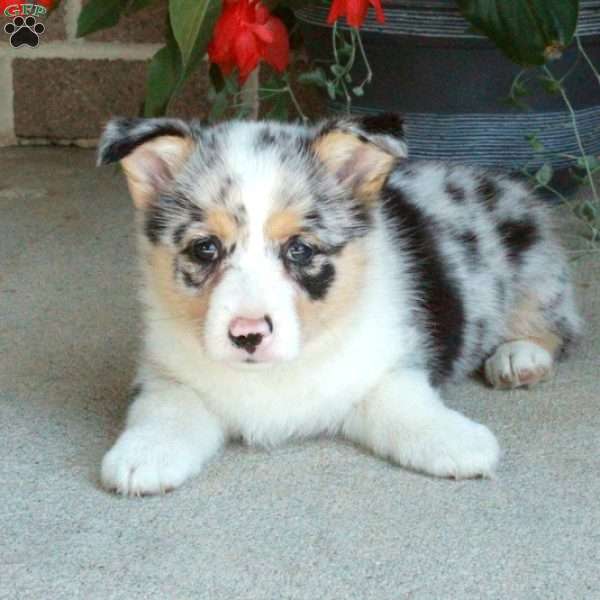 Cooper, Pembroke Welsh Corgi Puppy