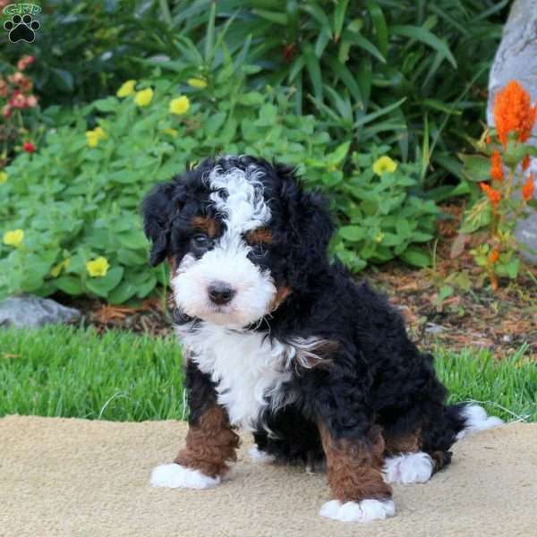 Cooper, Mini Bernedoodle Puppy