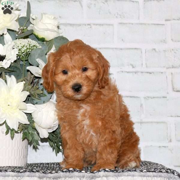 Cooper, Mini Goldendoodle Puppy