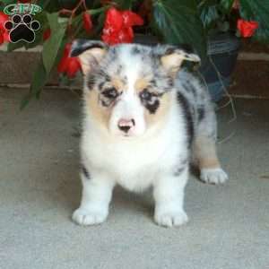 Cooper, Pembroke Welsh Corgi Puppy