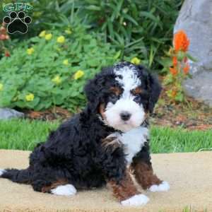 Cooper, Mini Bernedoodle Puppy