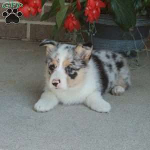Cooper, Pembroke Welsh Corgi Puppy
