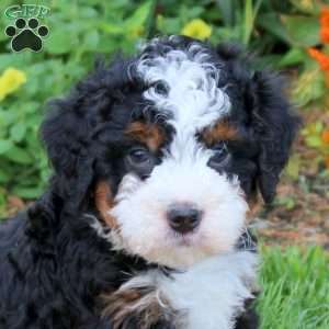 Cooper, Mini Bernedoodle Puppy