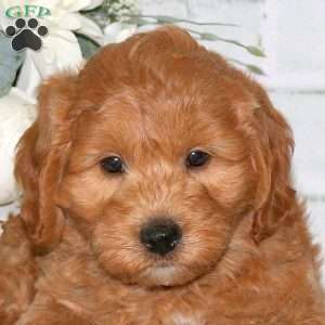 Cooper, Mini Goldendoodle Puppy