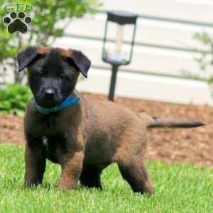 Cooper, Belgian Malinois Puppy