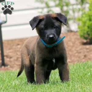 Cooper, Belgian Malinois Puppy