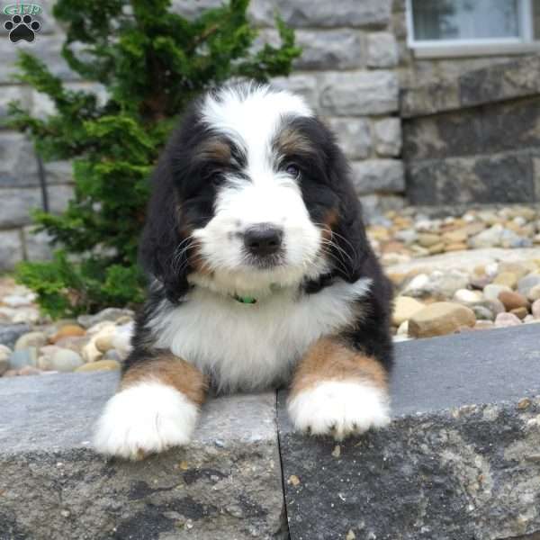 Cooper, Bernedoodle Puppy