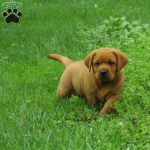 Cooper, Fox Red Labrador Retriever Puppy