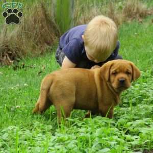 Cooper, Fox Red Labrador Retriever Puppy