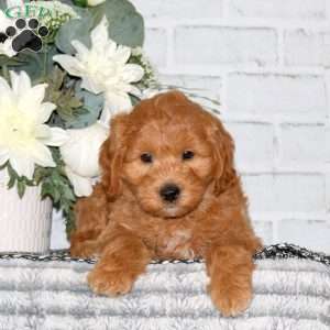 Cooper, Mini Goldendoodle Puppy