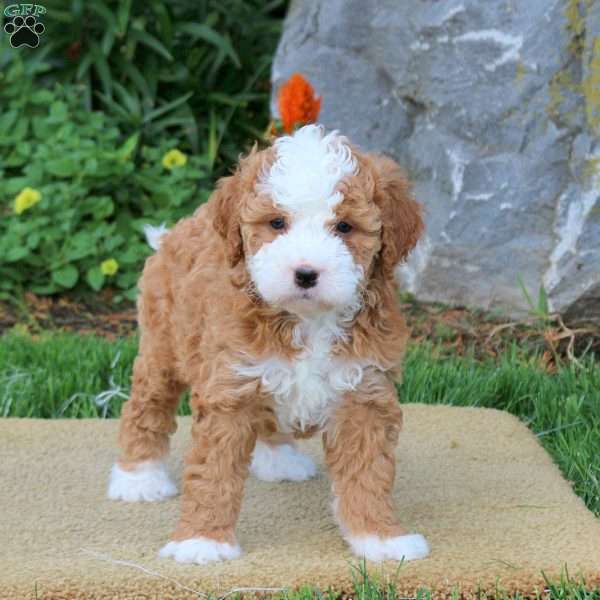 Cora, Mini Bernedoodle Puppy