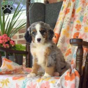 Cora, Mini Bernedoodle Puppy