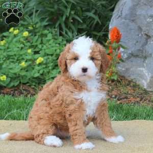 Cora, Mini Bernedoodle Puppy