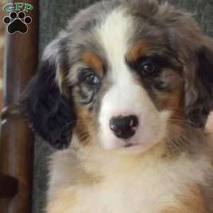 Cora, Mini Bernedoodle Puppy