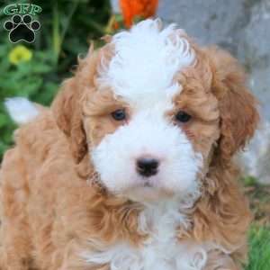 Cora, Mini Bernedoodle Puppy