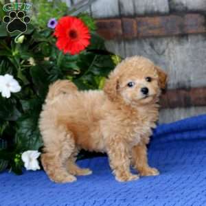 Cora, Bich-Poo Puppy