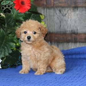 Cora, Bich-Poo Puppy