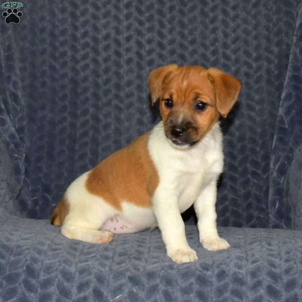 Coral, Jack Russell Terrier Puppy