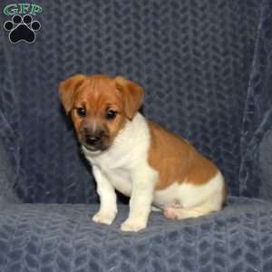Coral, Jack Russell Terrier Puppy