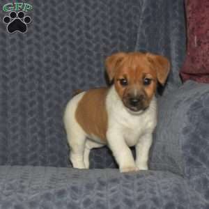 Coral, Jack Russell Terrier Puppy