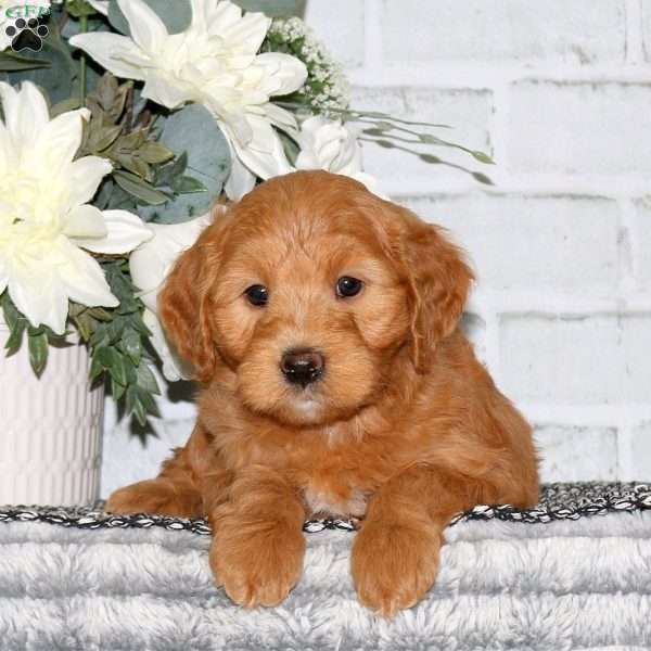 Corey, Mini Goldendoodle Puppy