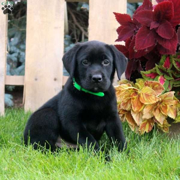 Corey, Black Labrador Retriever Puppy