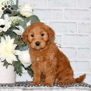 Corey, Mini Goldendoodle Puppy