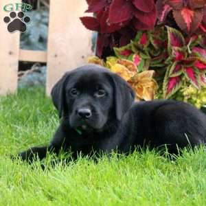 Corey, Black Labrador Retriever Puppy