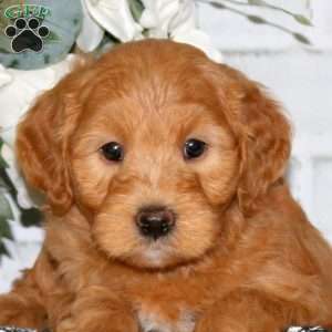 Corey, Mini Goldendoodle Puppy