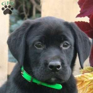 Corey, Black Labrador Retriever Puppy