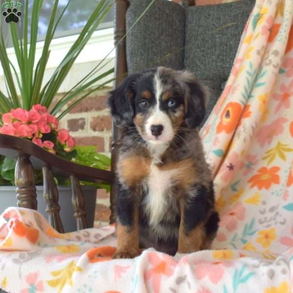 Cosmo, Mini Bernedoodle Puppy