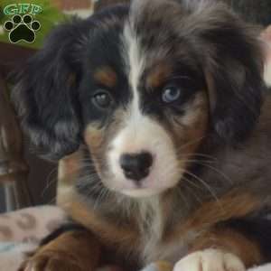 Cosmo, Mini Bernedoodle Puppy