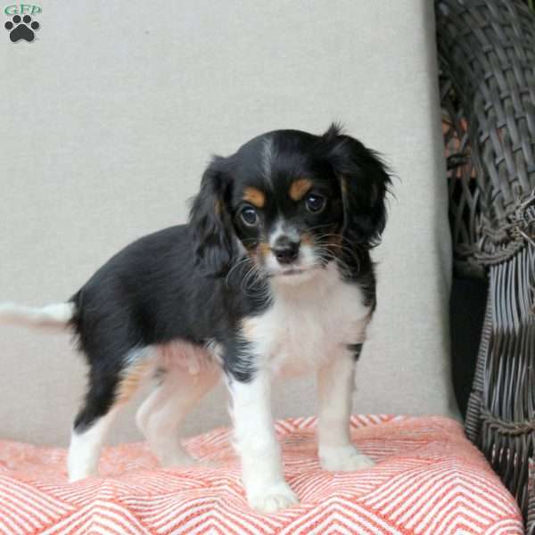 Cotton Candy, Cavalier King Charles Mix Puppy