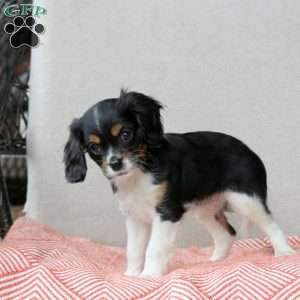 Cotton Candy, Cavalier King Charles Mix Puppy
