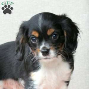 Cotton Candy, Cavalier King Charles Mix Puppy