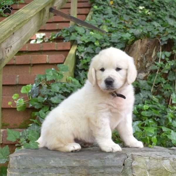 Courage, English Cream Golden Retriever Puppy