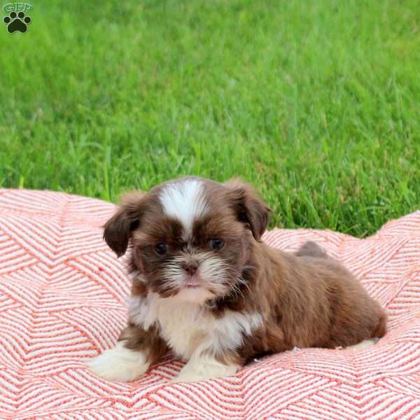 Cream, Shih Tzu Puppy