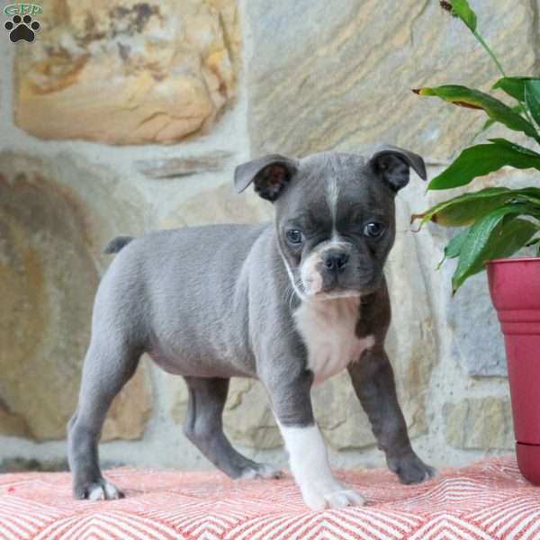 Cream, Boston Terrier Puppy