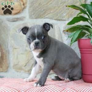 Cream, Boston Terrier Puppy