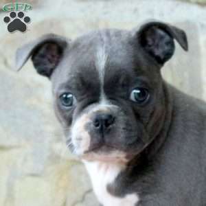 Cream, Boston Terrier Puppy