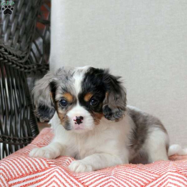 Creamsicle, Cavalier King Charles Mix Puppy