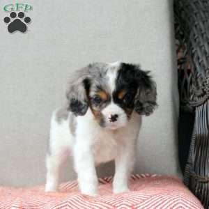 Creamsicle, Cavalier King Charles Mix Puppy