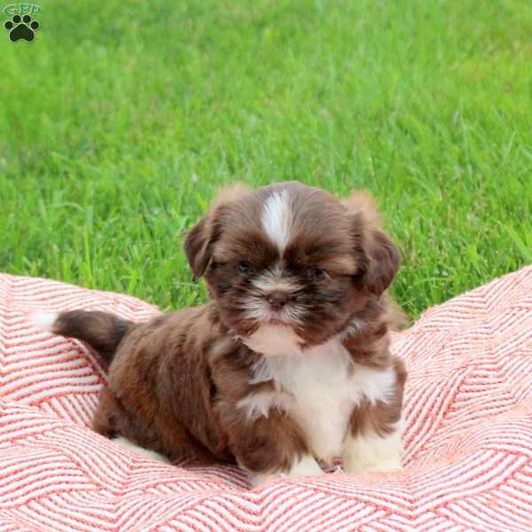 Crispy, Shih Tzu Puppy