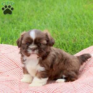 Crispy, Shih Tzu Puppy