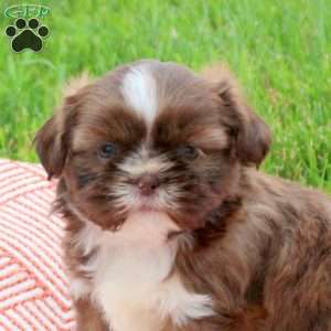 Crispy, Shih Tzu Puppy