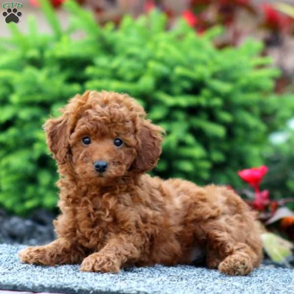 Crissy, Miniature Poodle Puppy