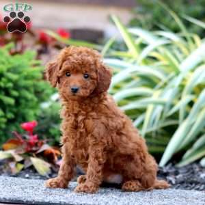 Crissy, Miniature Poodle Puppy