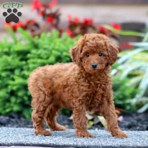 Crissy, Miniature Poodle Puppy